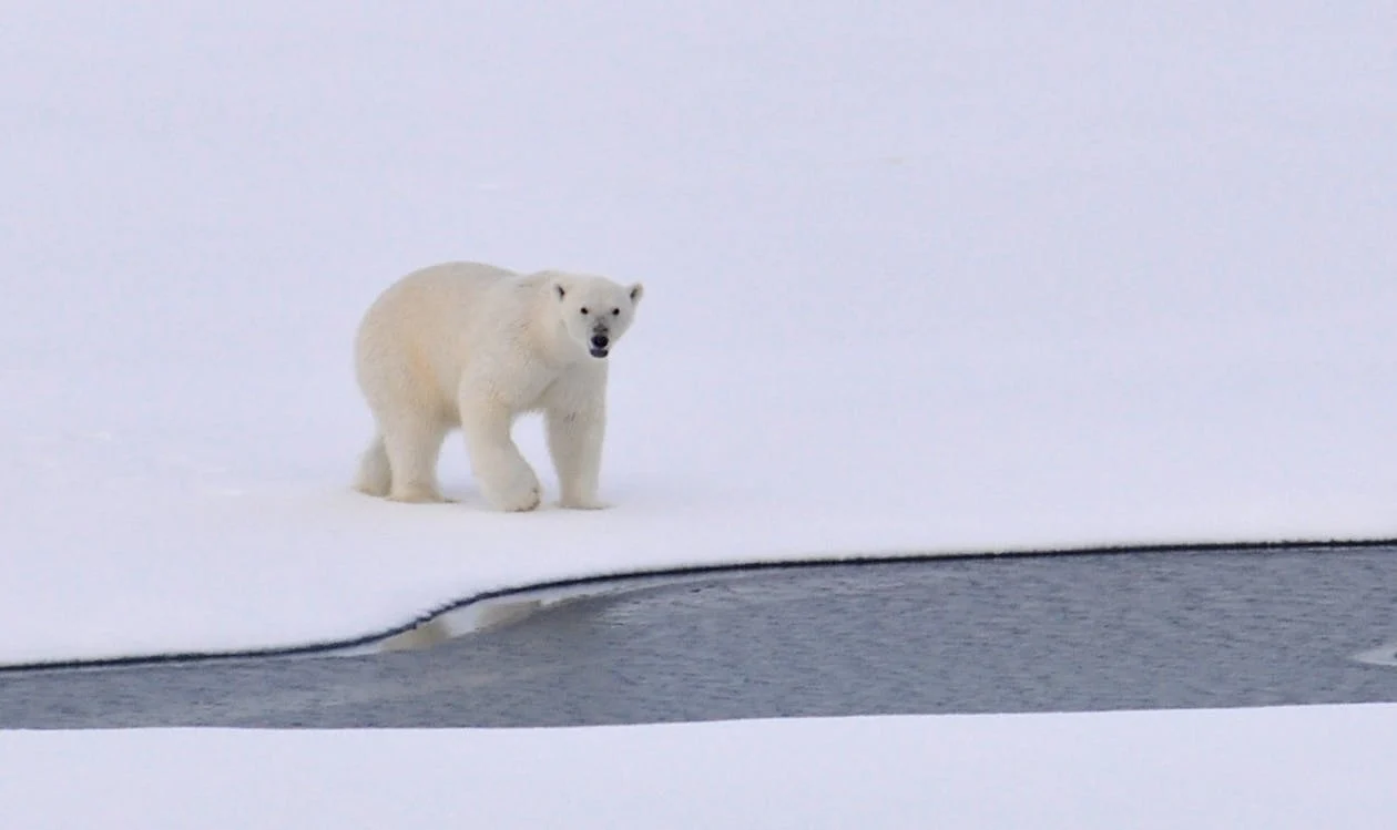 polar bear