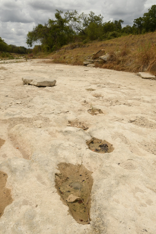 Dinosaurs footprints in Glen Rose, Texas