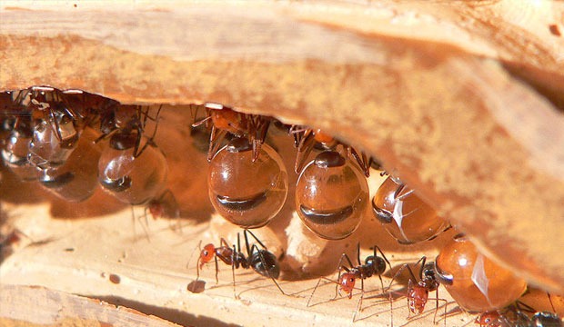 Myrmecocystus honeypot ants