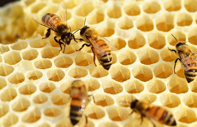 Honey bees' brain chemistry