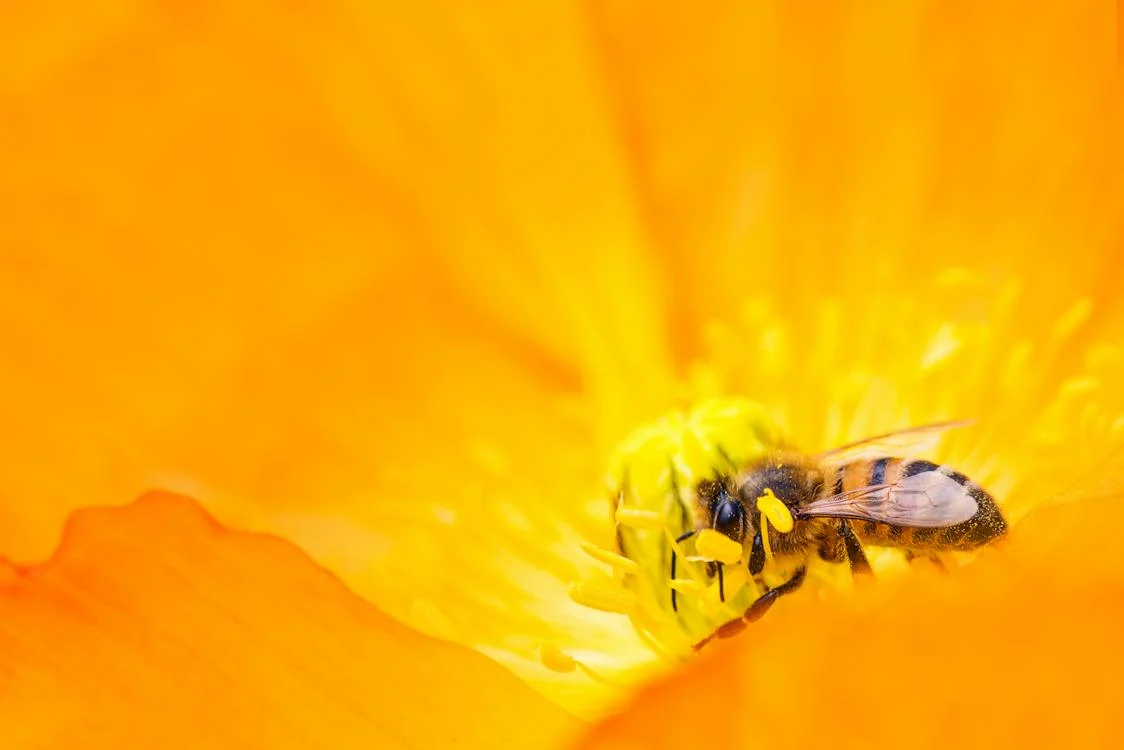 Bees have personalities and feelings