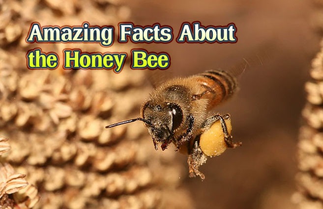 Amazing Facts About the Honey Bee