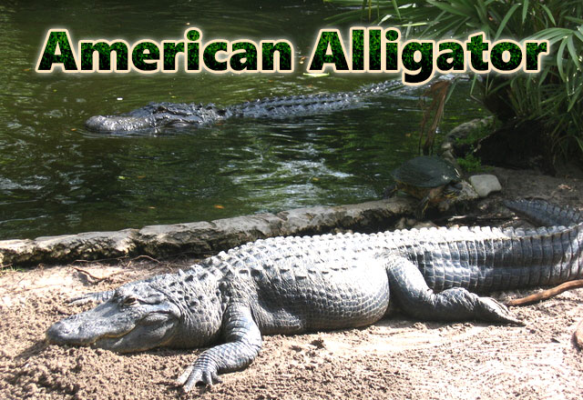 American-Alligator