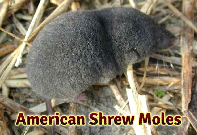 American-shrew-moles