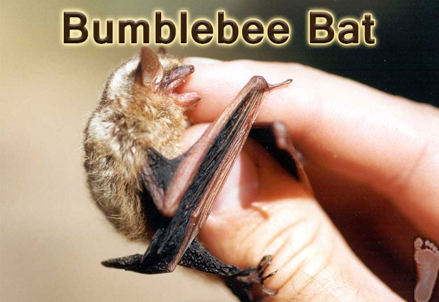 Bumblebee-bat