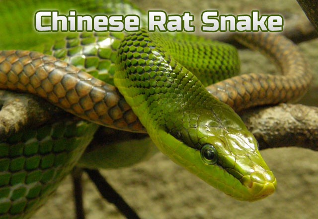 Chinese-Rat-Snake