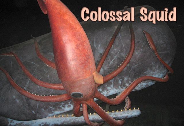 Colossal-Squid