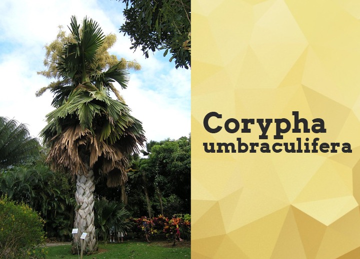 Corypha--umbraculifera