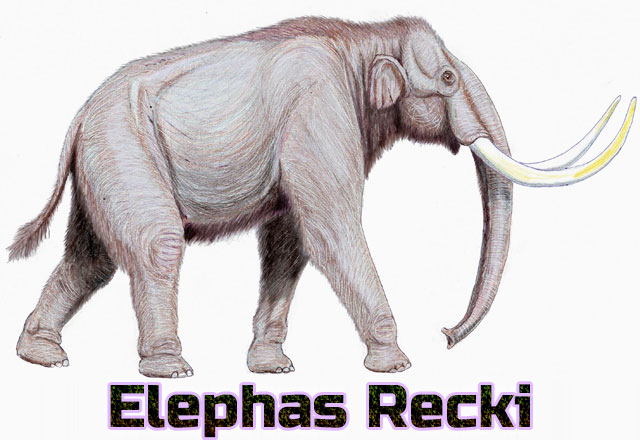 Elephas-Recki