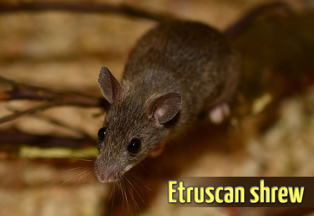 Etruscan-shrew