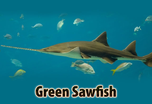 Green-Sawfish