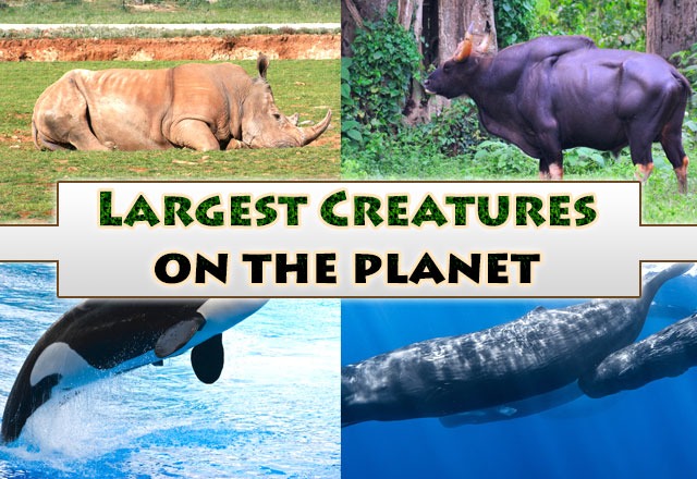 Largest Creatures on the Planet
