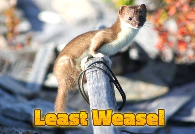 Least-weasel