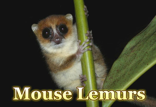 Mouse-lemurs