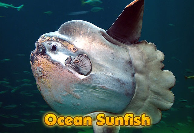 Ocean-Sunfish