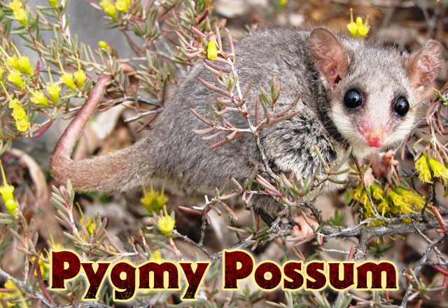 Pygmy-possum