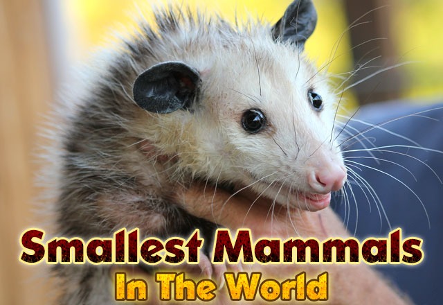 Smallest Mammals In The World