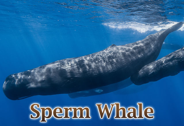 Biggest sperm whale