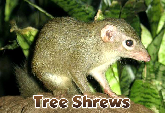 Tree-shrews
