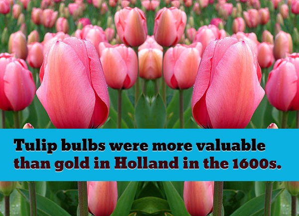 Tulip-bulbs