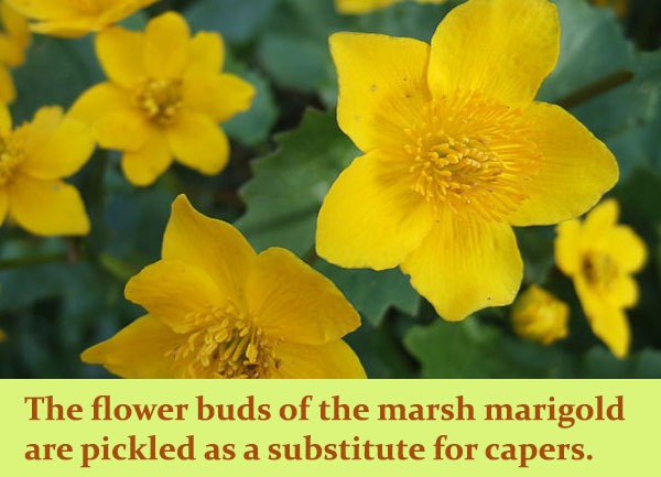 marsh-marigold