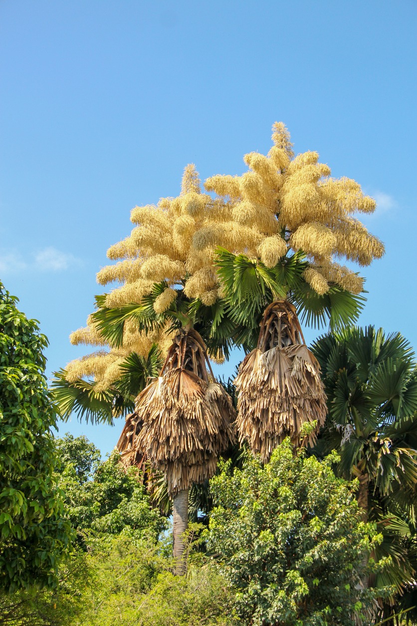 talipot palm