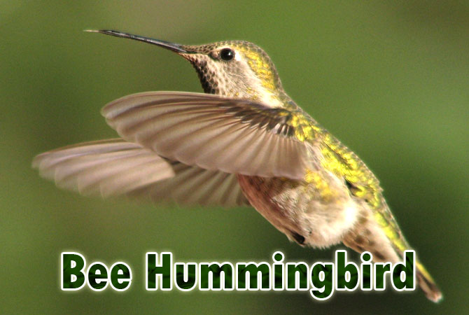 Bee-Hummingbird