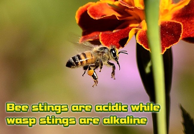 Bee-stings