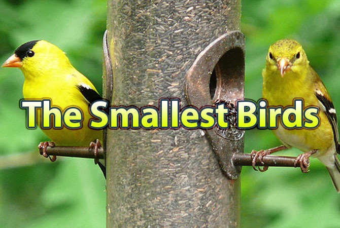The Smallest Birds