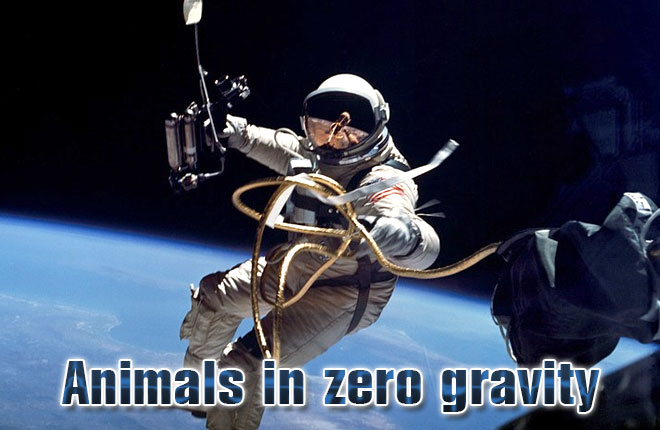 Animals-in-zero-gravity