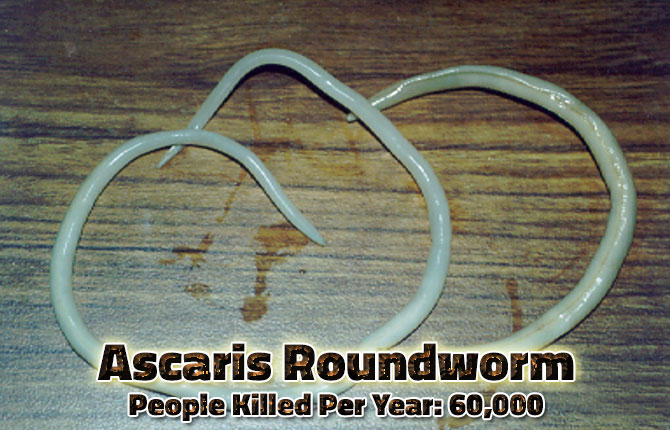 Ascaris-Roundworm