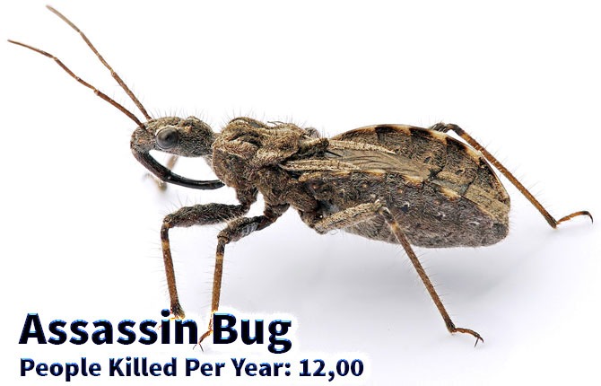 Assassin-Bug