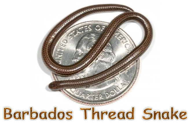 Barbados-Thread-Snake
