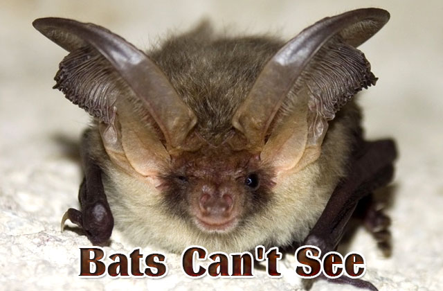 Bats-cant-see