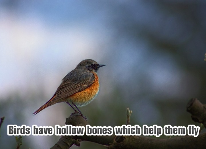 Birds-have-hollow-bones-whi
