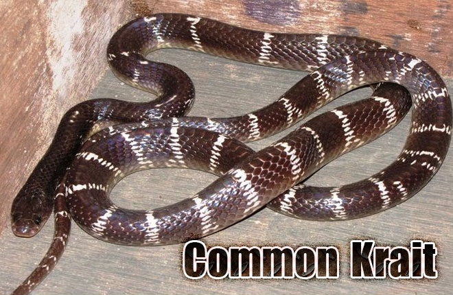 Common-Krait