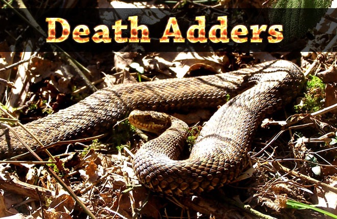 Death-Adders