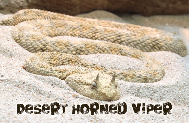 Desert-Horned-Viper