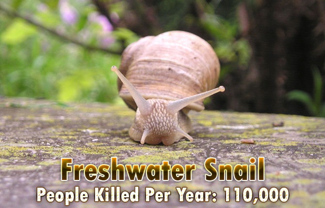 Freshwater-Snail