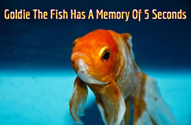 Goldie-the-fish-has-a-memory-of-5-seconds