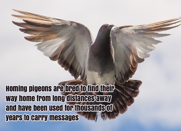 Homing-pigeons-are-bred-to-