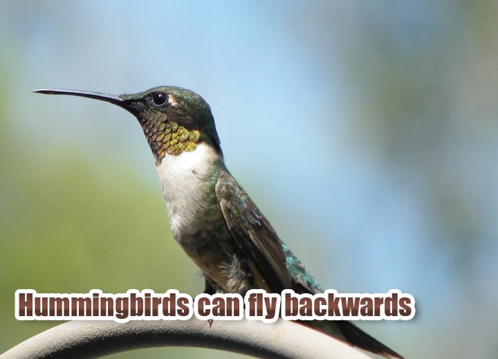 Hummingbirds-can-fly-backwa