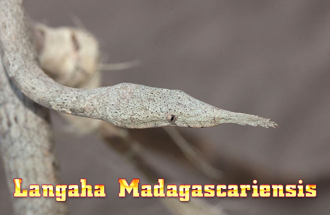 Langaha-madagascariensis