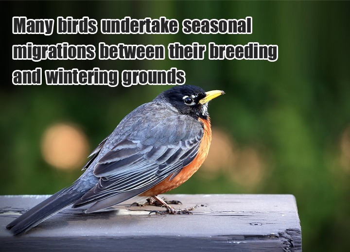 Many-birds-undertake-season