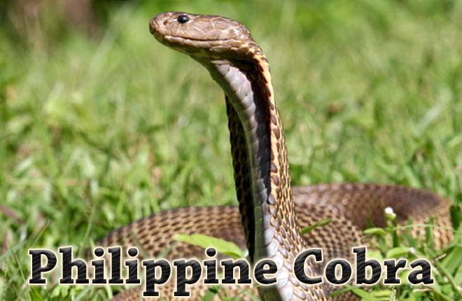 Philippine-Cobra