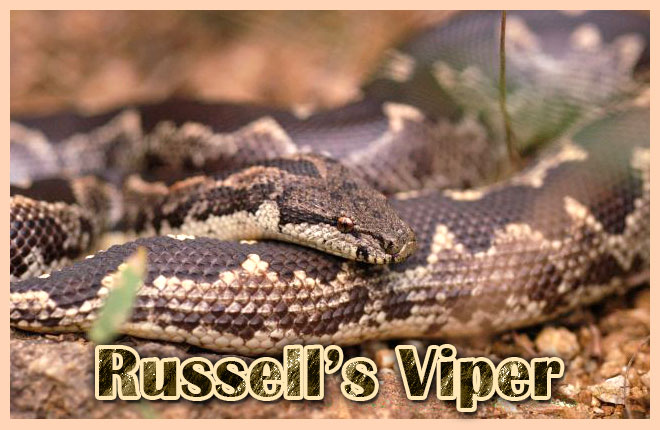 Russells-Viper