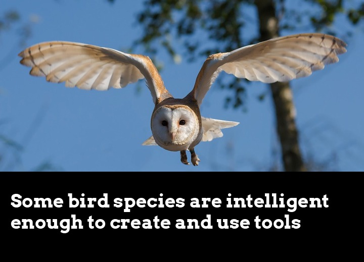 Some-bird-species-are-intel