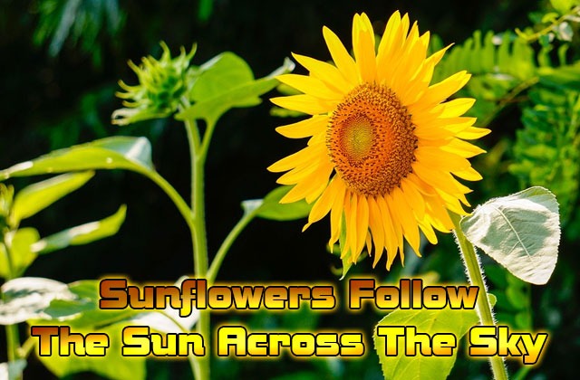 Sunflowers-follow-the-sun-across-the-sky