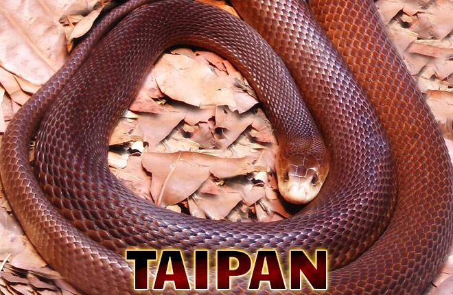 Taipan