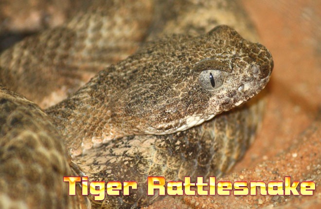 Tiger-Rattlesnake